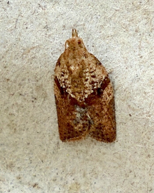 light brown apple moth